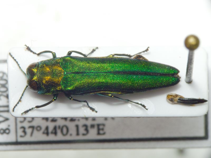 Agrilus planipennis Fairmaire, 1888